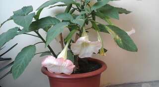 Гостиница Гостевой дом «На Чапаева» Геленджик-1